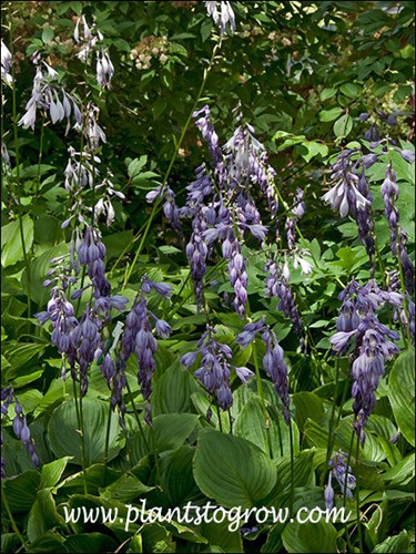 Hosta ventricoa
has dark purple flowers